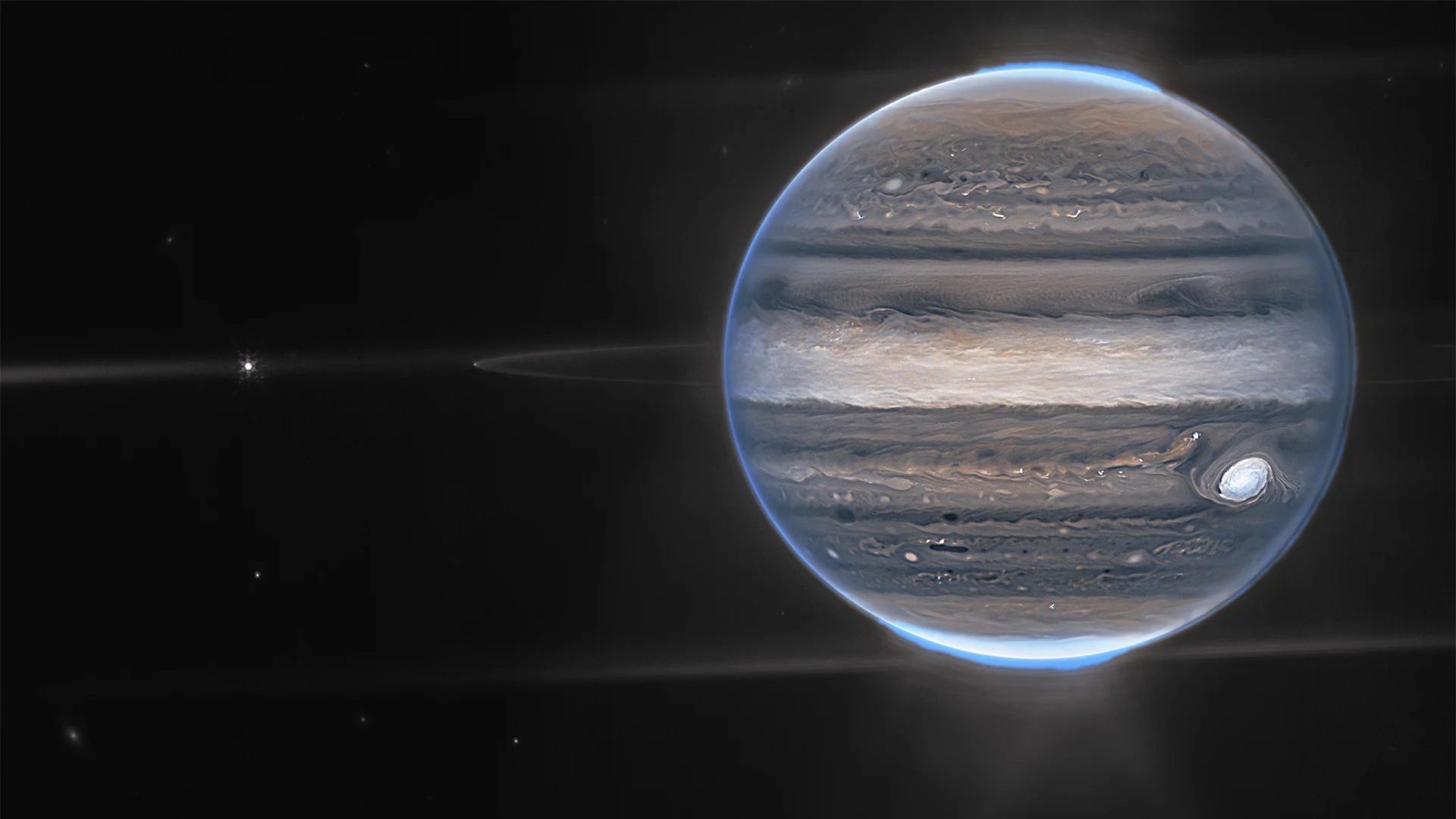 Tulipan jupiter